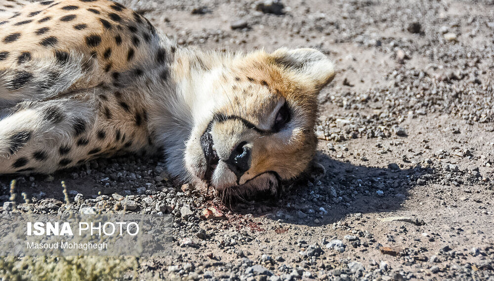 تلف شدن دوباره یوزپلنگ ایرانی در محور میامی _ سبزوار